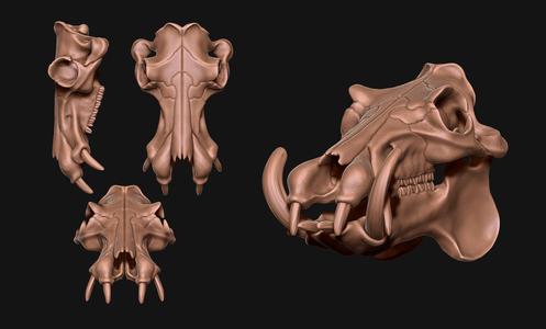 Hippopotamus Skull
