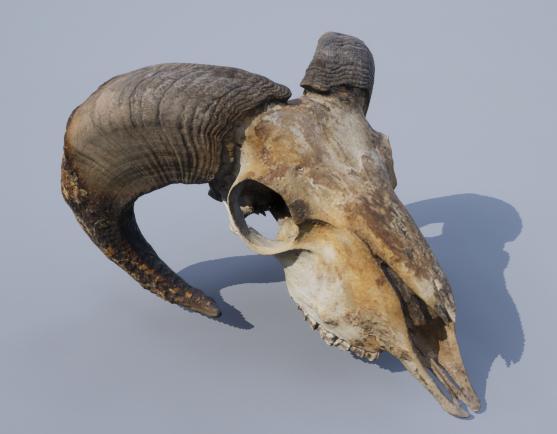 Skull