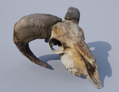 Skull