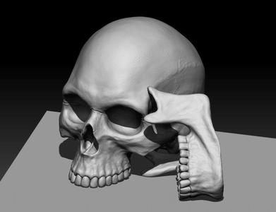 Skull