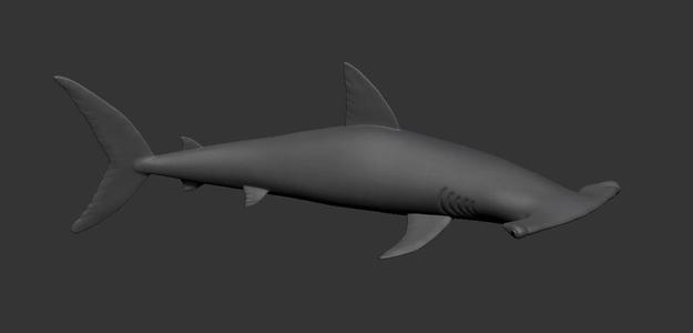 Hammerhead Shark