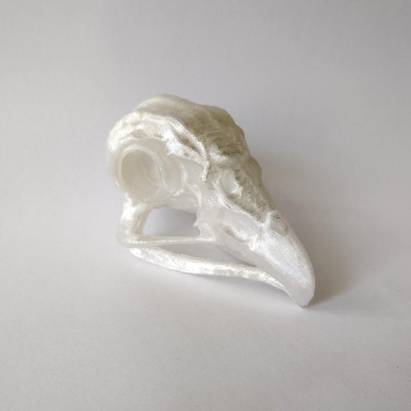 Eagle skull