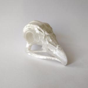 Eagle skull
