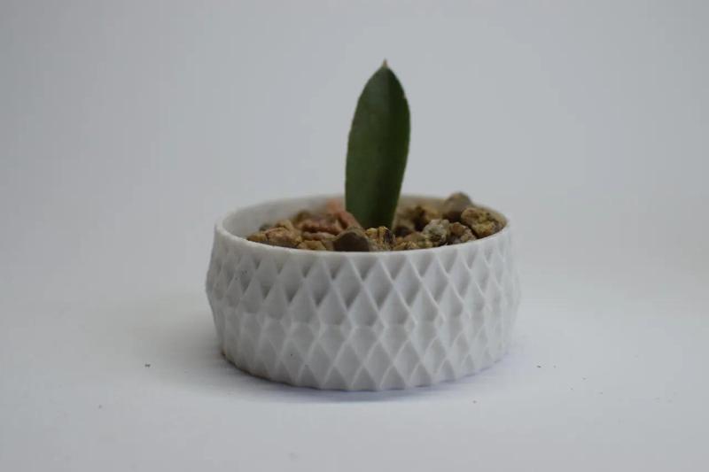 Succulent Pot   