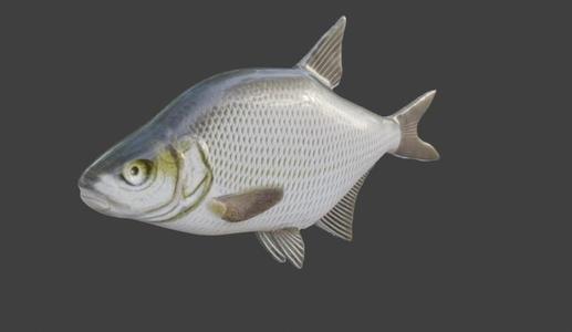 Fish model bream
