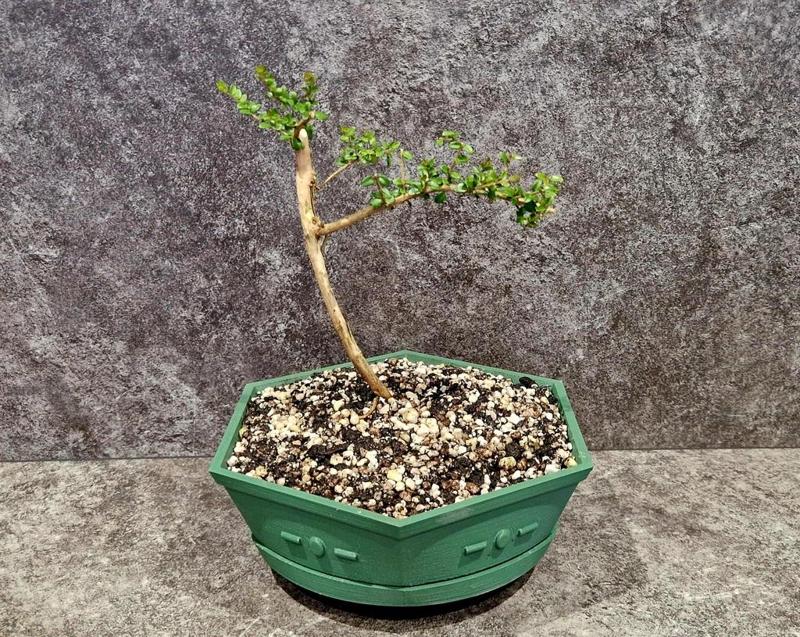 Raised Bonsai Pot