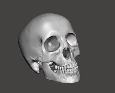 Optimized skull