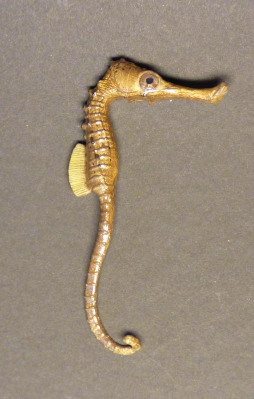 Hippocampus slovenicus