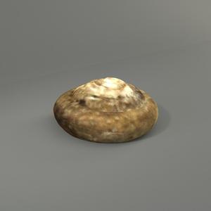 Aegista chejuensis Pilsbry&Hirase