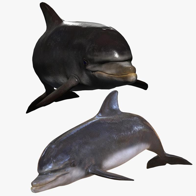 Dolphin RIGGED ANIMATED GOLDFISH GOLD FISH GOLDEN ANATOMY CARP WATER RIVER OCEAN SEA FISHING ANIMAL CARP SALMON SHARK