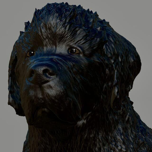 Newfoundland dog   Newfie STANDING version RevB