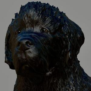 Newfoundland dog   Newfie STANDING version RevB