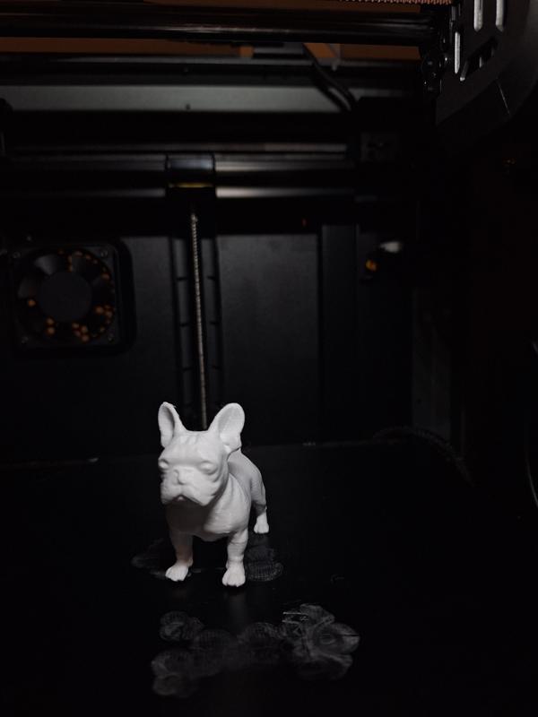 Royal French Bulldog