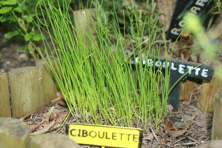 Panneau potager Ciboulette