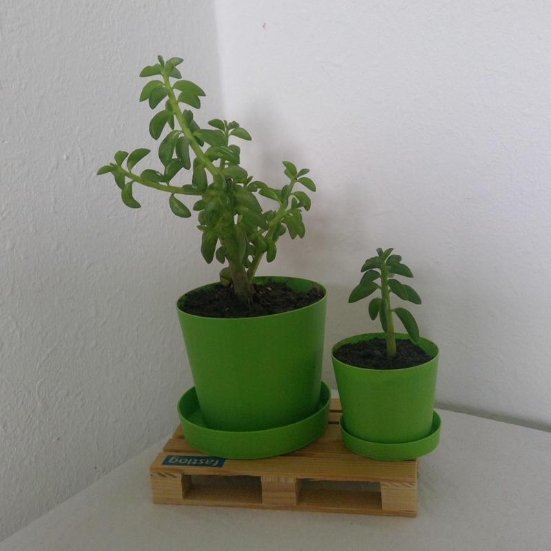 Plant Pot/Plant Pot Saucer