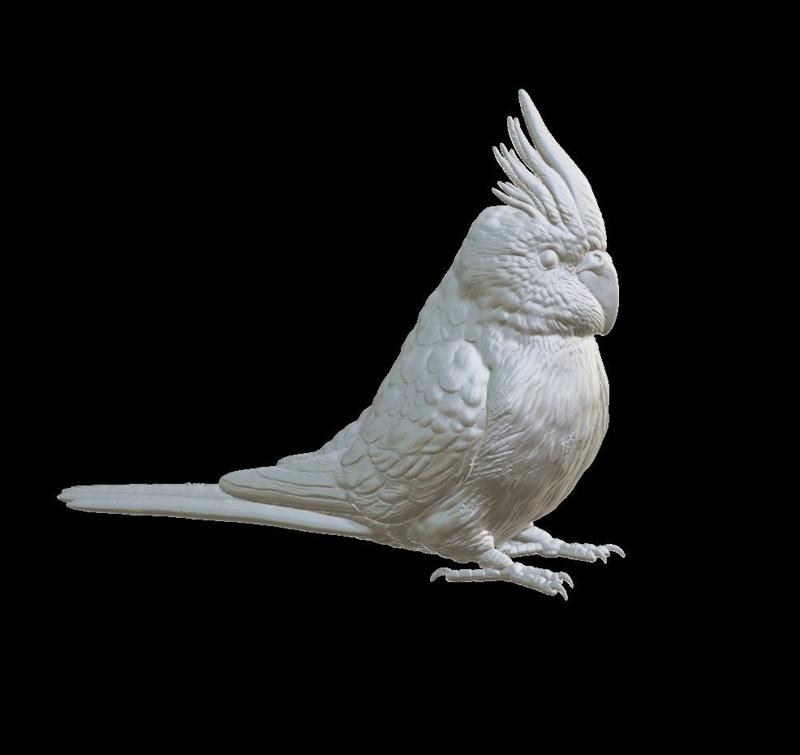 Budgie Budgerigar parrot cackatoos