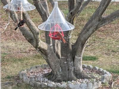 Simple dish-shaped bird feeder