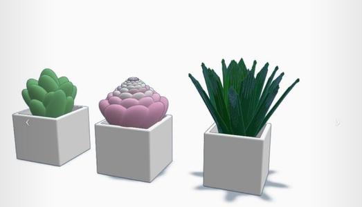 Succulents
