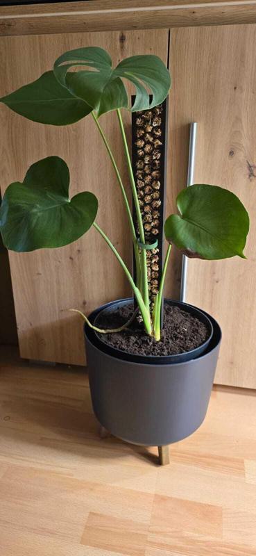 Climbing rod Moss rod for plants MODULAR