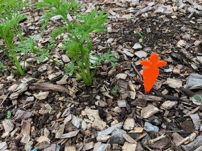 Carrot Garden Row Marker