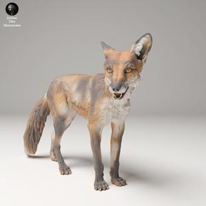 Red Fox