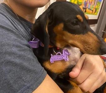 Dachshund Dog Tag
