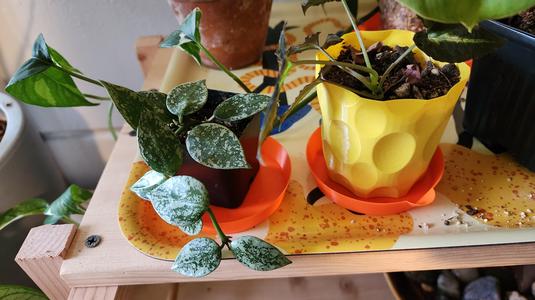 Plant Drainage Tray w/ Funnel - Vase Mode