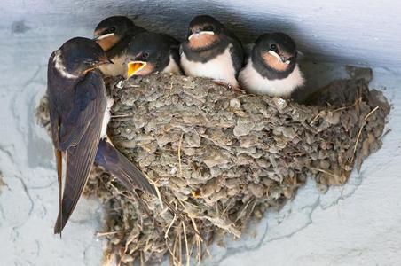 Swallow nest, Bird house