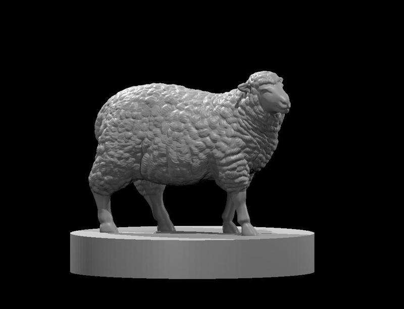 Sheep
