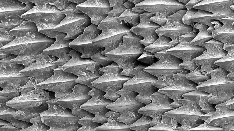 Shark Skin Denticle Layout
