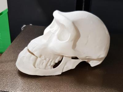 Homo Erectus Skull