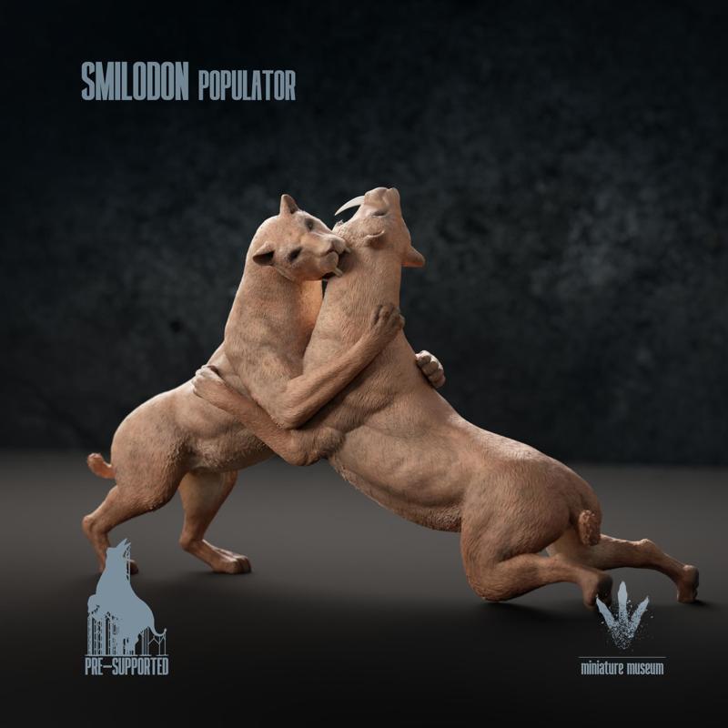 Smilodon populator : Territorial Fighting