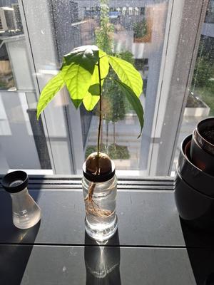 Avocado seed sprouter for Davidoff instant coffee jar