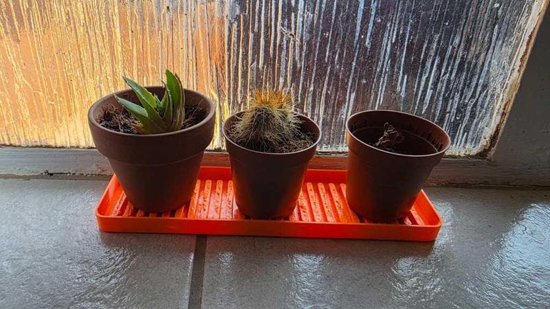 Small plant tray