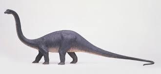 diplodocus