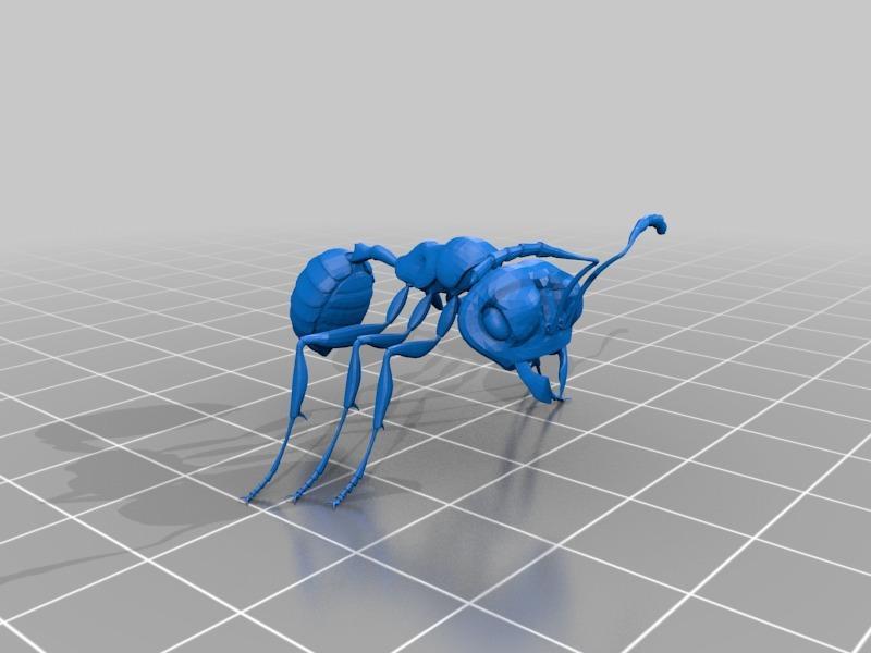 Ant