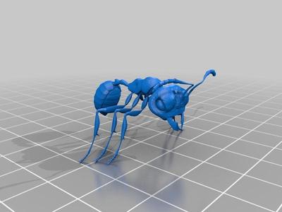 Ant