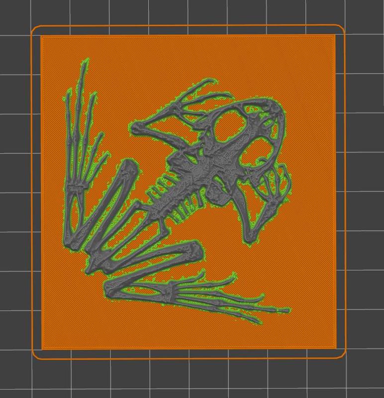 skelet frog - kostra žaby