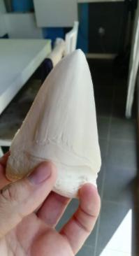 Megalodon tooth