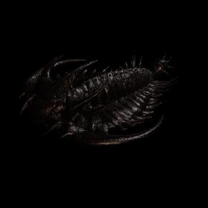 trilobite