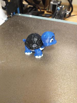 Multicolor Turtle
