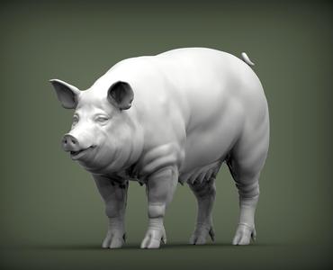 Pig 3D print model