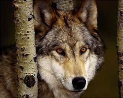 wolf stencil