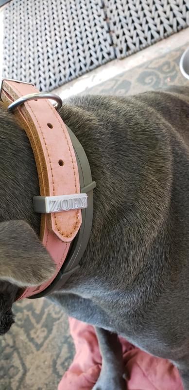 dog collar loop