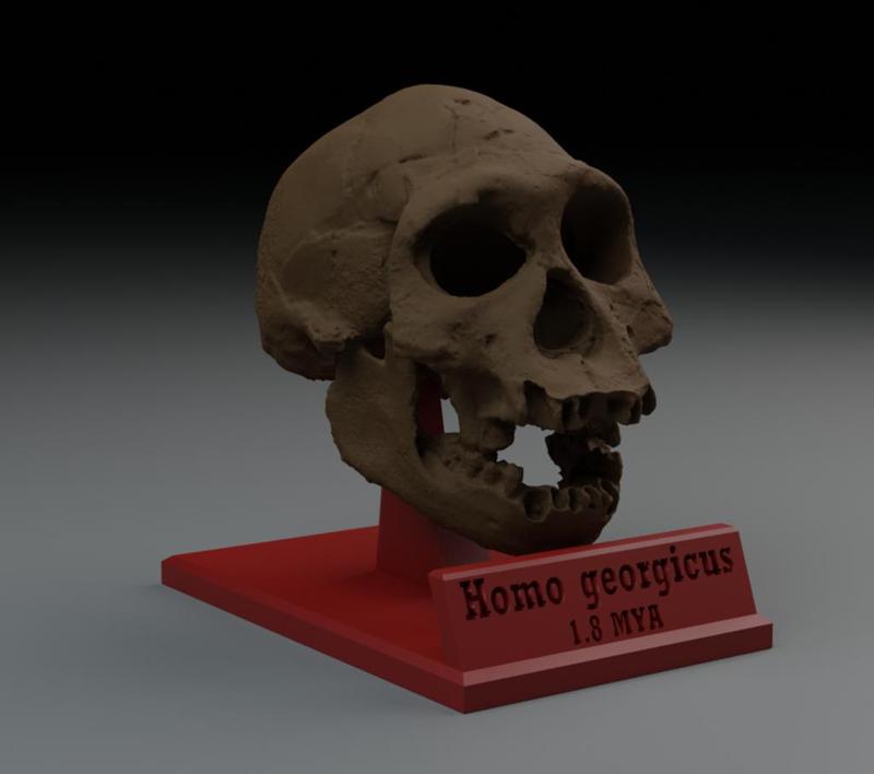 Homo gerogicus