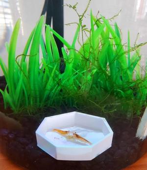 Shrimp tray