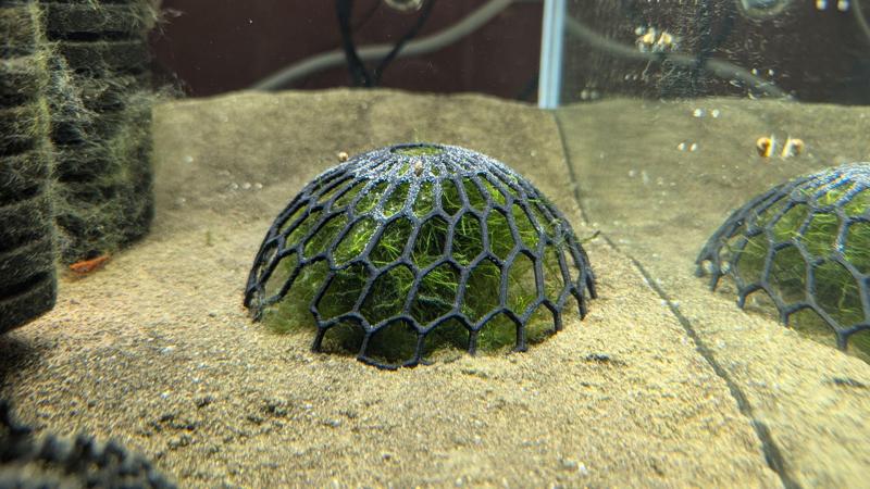 Aquarium Moss Dome Plant Holder (easier to print) remix