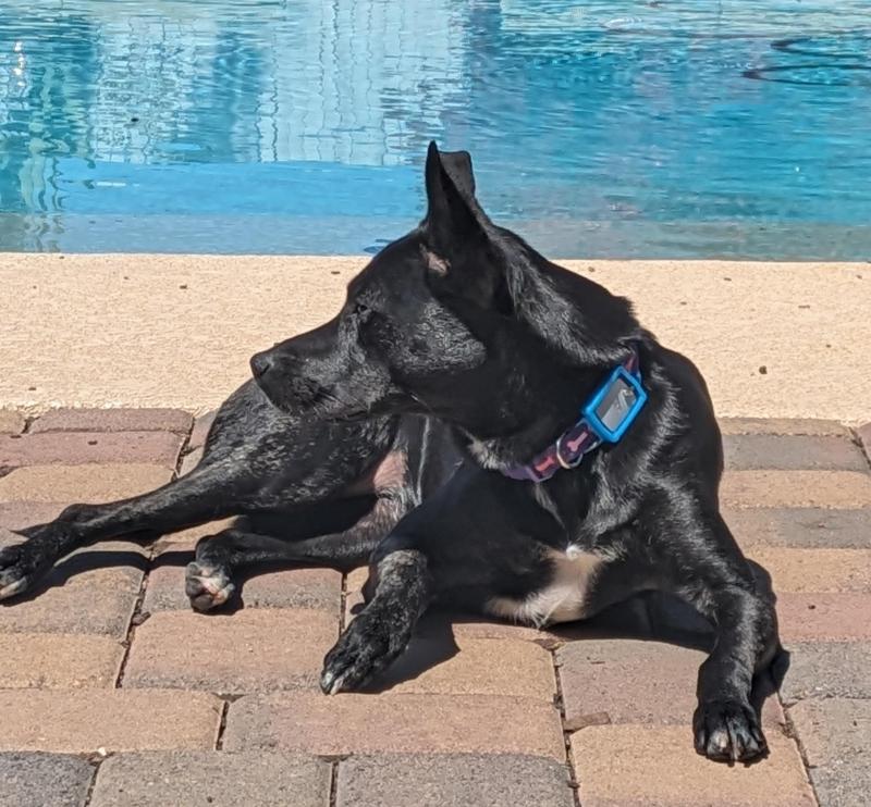 PetSafe Smart Door Connected Tag Holders