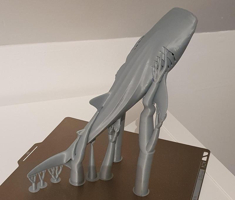 Majestic Whale Shark