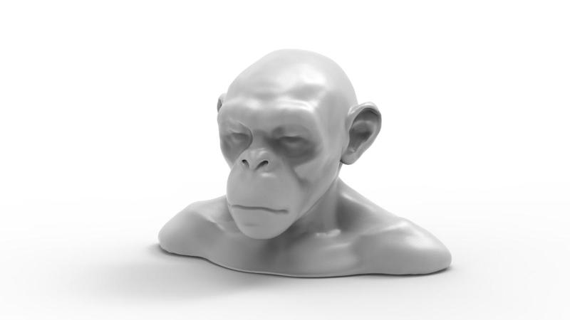 Monkey Head / Tête de Singe